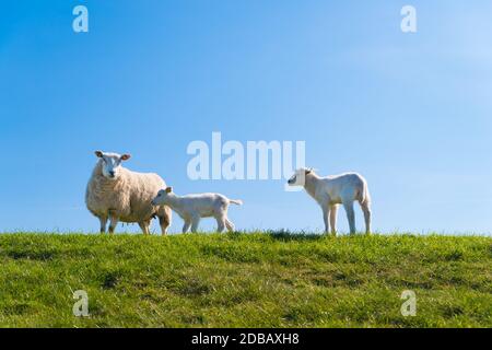 Schafe mit zwei Lämmern auf einem holländischen Deich Stockfoto