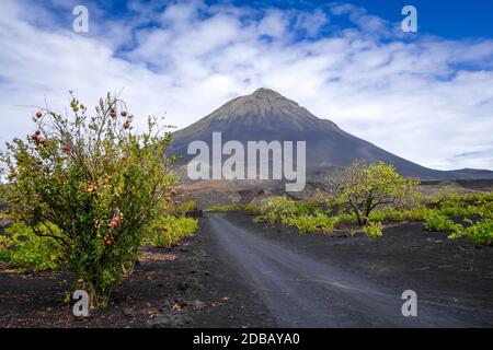 Pico do Fogo und Rebbau in Cha das Caldeiras, Kap Verde Stockfoto