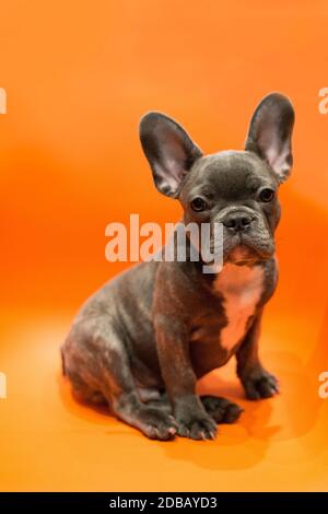 Der graue Welpe der französischen Bulldogge schaut den Betrachter genau an Stockfoto