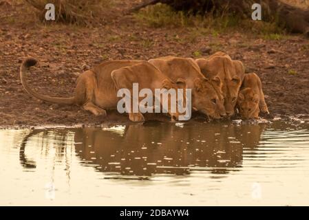 Drei Löwinnen und Jungtier trinken aus dem Teich Stockfoto