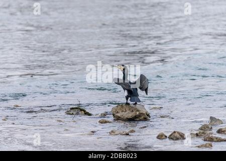 Kormoran sitzt am Ufer mit seinen Flügeln, die vor einer gleichmäßigen Wasseroberfläche mit Kopierraum ausgebreitet sind Stockfoto