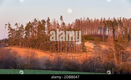 Holzjäger-Hochsitz im Wald von Rindenkäferchen, toten Bäumen, Jagdturm in der ländlichen Landschaft im Frühling, Landschaft der Tschechischen Republik angegriffen Stockfoto