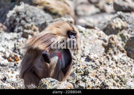 Alpha Männchen von endemischen Tier Gelada Pavian auf felsigen Simien Berg. Thermopithecus gelada, Afrika Äthiopien Tierwelt Stockfoto