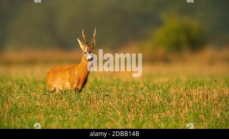 Majestätisches Reh, Capreolus capreolus, Bock mit Pflanze auf Geweih auf dem Feld von vorne mit Kopierraum. Dominantes territoriales männliches Säugetier mit ora Stockfoto