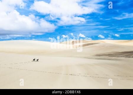 Lencois Maranhenses, Nationalpark, Maranhao, Brasilien Stockfoto