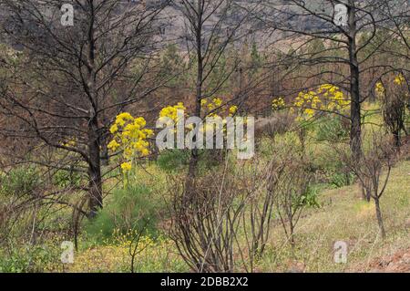 Verbrannte Aleppo-Kiefern Pinus halepensis und blühende Pflanzen von Ferula linkii. Die Schlucht von Inagua. Der Nublo Rural Park. Aldea de San Nicolas de Tolentino. Stockfoto