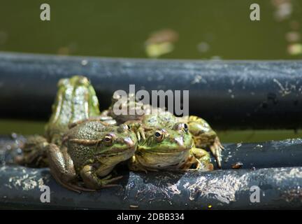 Perez Frösche Pelophylax perezi auf einem Schlauch. La Lajilla. Der Nublo Rural Park. Aldea de San Nicolas de Tolentino. Gran Canaria. Kanarische Inseln. Spanien. Stockfoto