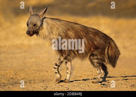 Eine Warnung Braune Hyäne (Hyaena brunnea), Kalahari Wüste, Südafrika Stockfoto