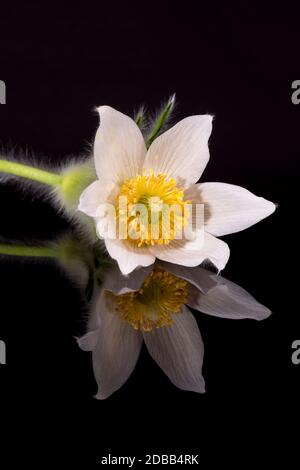 Blume der weißen Pulsatilla vulgaris alba (pasqueflower) isoliert auf schwarzem Hintergrund, Nahaufnahme Stockfoto