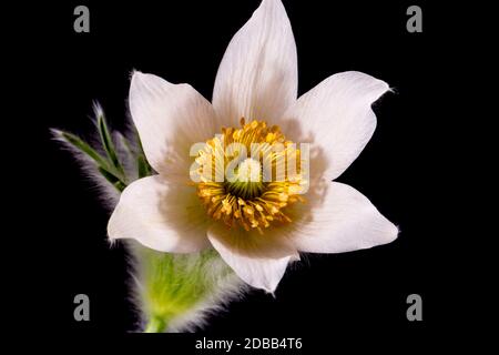 Blume der weißen Pulsatilla vulgaris alba (pasqueflower) isoliert auf schwarzem Hintergrund, Nahaufnahme Stockfoto