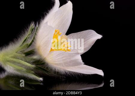 Blume der weißen Pulsatilla vulgaris alba (pasqueflower) isoliert auf schwarzem Hintergrund, Nahaufnahme Stockfoto