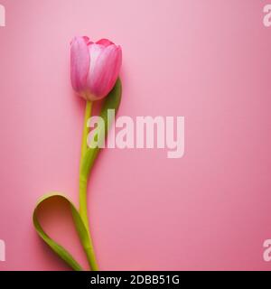 Eine wunderschöne, pinkfarbene Tulpe auf pinkfarbenem Hintergrund Stockfoto