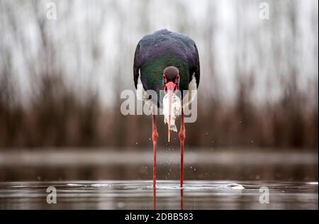 Schwarzstorch (Ciconia nigra) Angeln auf dem See Stockfoto