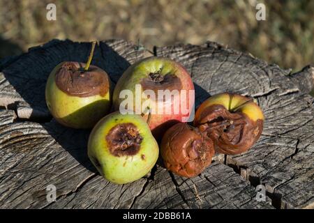 Fauler Apfel auf einem Stumpf. Besiegt Äpfel. Verdorbenes Erntegut. Stockfoto