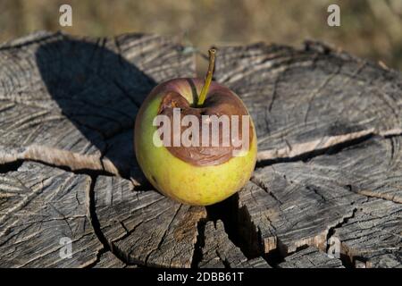 Fauler Apfel auf einem Stumpf. Besiegt Äpfel. Verdorbenes Erntegut. Stockfoto