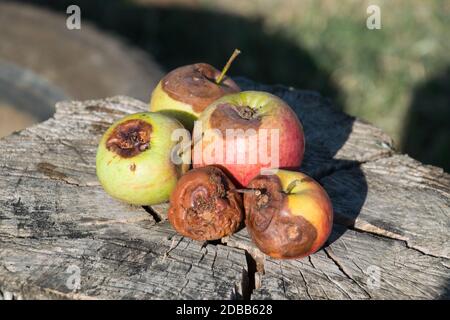 Fauler Apfel auf einem Stumpf. Besiegt Äpfel. Verdorbenes Erntegut. Stockfoto