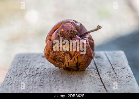 Fauler Apfel auf der Bank. Besiegt Äpfel. Verdorbenes Erntegut. Stockfoto