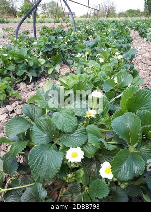 Blühende Erdbeersträucher im Garten. Erdbeerbett. Stockfoto