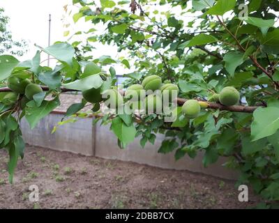 Unreife Aprikosenfrucht auf einem Zweig. Aprikose im Garten. Stockfoto