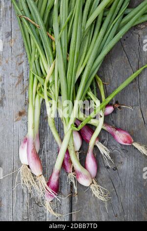 Rampen mit Wurzeln und Stielen auf Holztisch Stockfoto