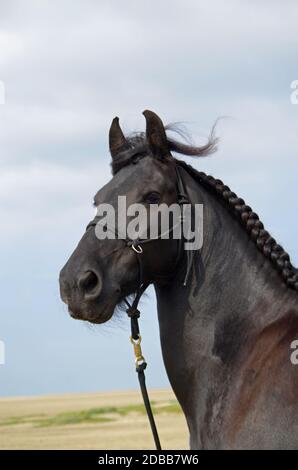 Pferd am Strand Stockfoto