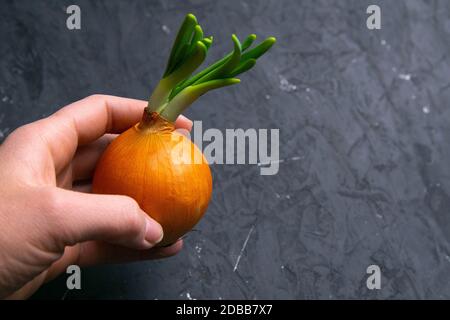 Weiße Zwiebel in den Händen, Gemüse und Obst auf dunklem Hintergrund. Stockfoto