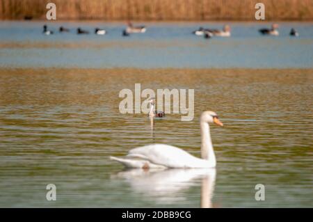 Great Crested Grebe Stockfoto