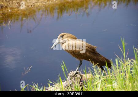 Hamerkop im Ngorongoro-Krater in Tansania, Ostafrika Stockfoto