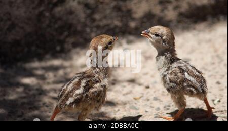 Küken von Rotbeinigen Rebhuhn Alectoris Rufa. Cruz de Pajonales. Der Nublo Rural Park. Tejeda. Gran Canaria. Kanarische Inseln. Spanien. Stockfoto