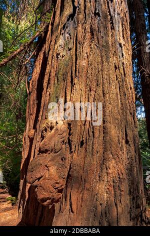 Rinde Details eines KüstenRedwood im Stout Grove des Redwood National Park in Kalifornien Stockfoto