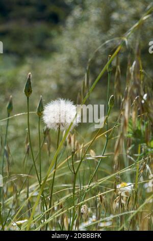 Weiße Blume im Frühjahr, die wie ein Ball aussieht. Farben der Natur Stockfoto