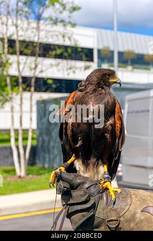 Harris-Falke (Parabuteo unicinctus), früher bekannt als der buschige oder dunkle Falke Stockfoto