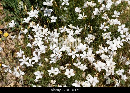 Feld voller kleiner weißer Blüten, Frühling, weiß, grün und gelb Stockfoto