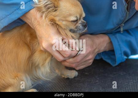 Richtiges Schneiden von Nägeln auf Pfoten von chihuahua Hund durch professionelle Grope Nahaufnahme. Stockfoto