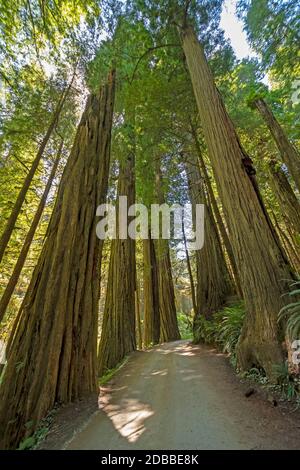 Straße durch die Redwoods im Redwood National Park in Kalifornien Stockfoto