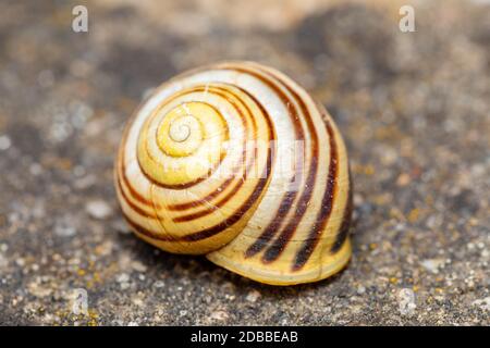 Schnecke leeren. Detailansicht der leeren verlassenen Muschel im Frühlingsgarten. Stockfoto