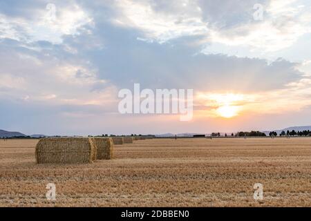 USA, Idaho, Bellevue, Heuballen im Feld bei Sonnenuntergang Stockfoto