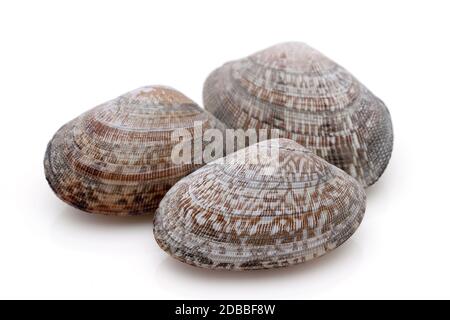 Nahaufnahme der japanischen asari-Muscheln auf weißem Hintergrund Stockfoto