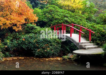 WA17917-00..... WASHINGTON - Mondbrücke und Herbstfarben in Kubota Garden, Seattle. Stockfoto