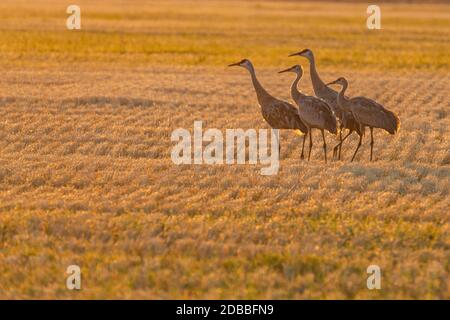 USA, Idaho, Bellevue, Sandhill Kraniche (Antigone canadensis) in Stoppeln Feld Stockfoto