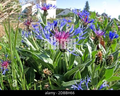 Bergkornblume im Frühling in einem deutschen Garten Stockfoto