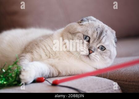 Eine reinrassige Katze spielt mit einem Spielzeug auf einem braunen Sofa zu Hause. Stockfoto