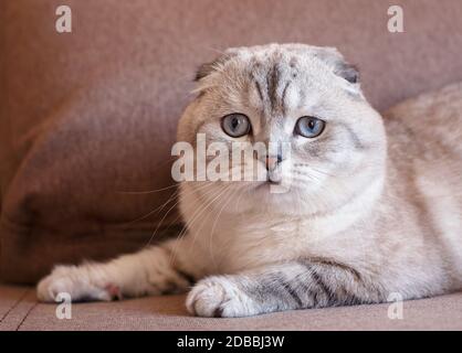 Porträt einer schottischen Faltenkatze. Graue Katze mit schönen Mustern. Gesicht der schottischen Faltenkatze. Stockfoto