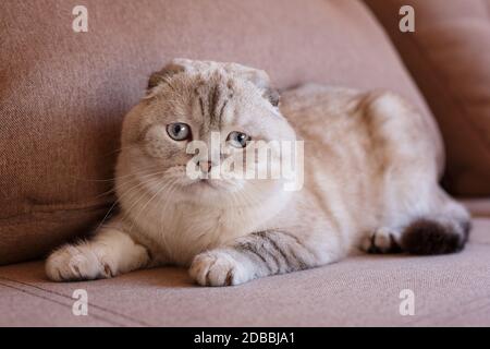 Eine sehr schöne blauäugige Katze liegt auf einem bequemen Stuhl und blickt in die Kamera. Vollblutkatze. Stockfoto