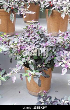 Zierpfeffer (Zwergpfeffer, Capsicum annuum), Topfpfeffer Stockfoto