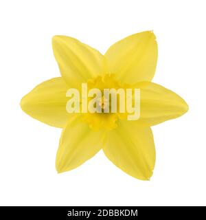 Eine daffolil Kopf Narzisse auf weißem Hintergrund mit Freistellungspfad isoliert Stockfoto