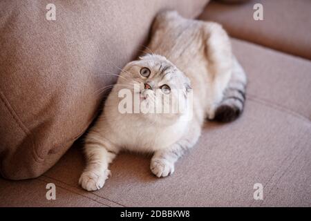 Niedliche schottische Katze Falten auf dem Sofa. Schaut auf und Uhren. Konzentrieren Sie sich auf das Gesicht. Stockfoto