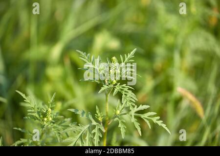 Ragweed, hochallergische Pflanze freisetzende Pollen Ende August Stockfoto