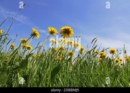 Weitwinkelaufnahme einer Elandelionenwiese im Frühjahr Stockfoto