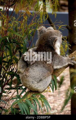 Halten Sie fest Kind - ein erschrockener Koala joey klammert verzweifelt an den Rücken seiner Mutter in Healesville Sanctuary in Victoria, Australien. Stockfoto